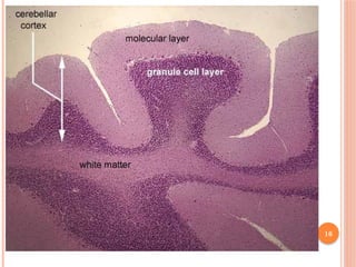 HISTOLOGY OF CENTRAL NERVOUS SYSTEM.pptx