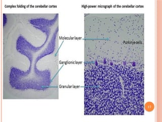 HISTOLOGY OF CENTRAL NERVOUS SYSTEM.pptx