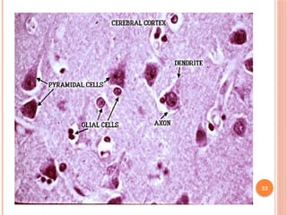 HISTOLOGY OF CENTRAL NERVOUS SYSTEM.pptx
