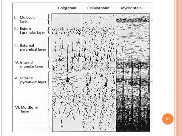 HISTOLOGY OF CENTRAL NERVOUS SYSTEM.pptx