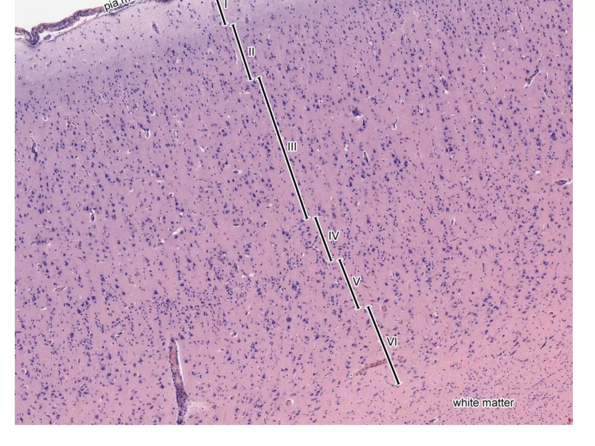 Histology of cerebellum and cerebrum | PDF