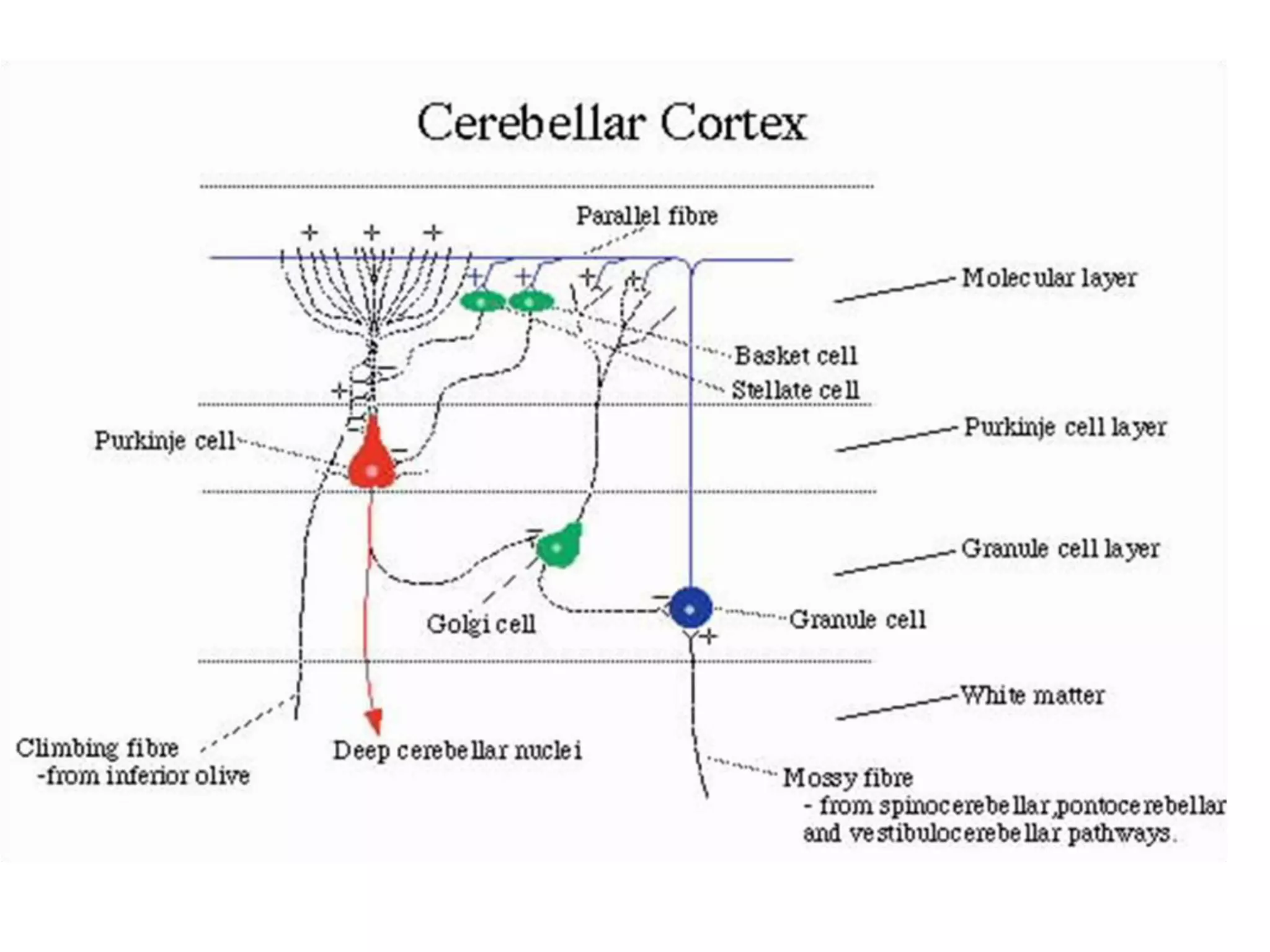 Histology of cerebellum and cerebrum | PDF