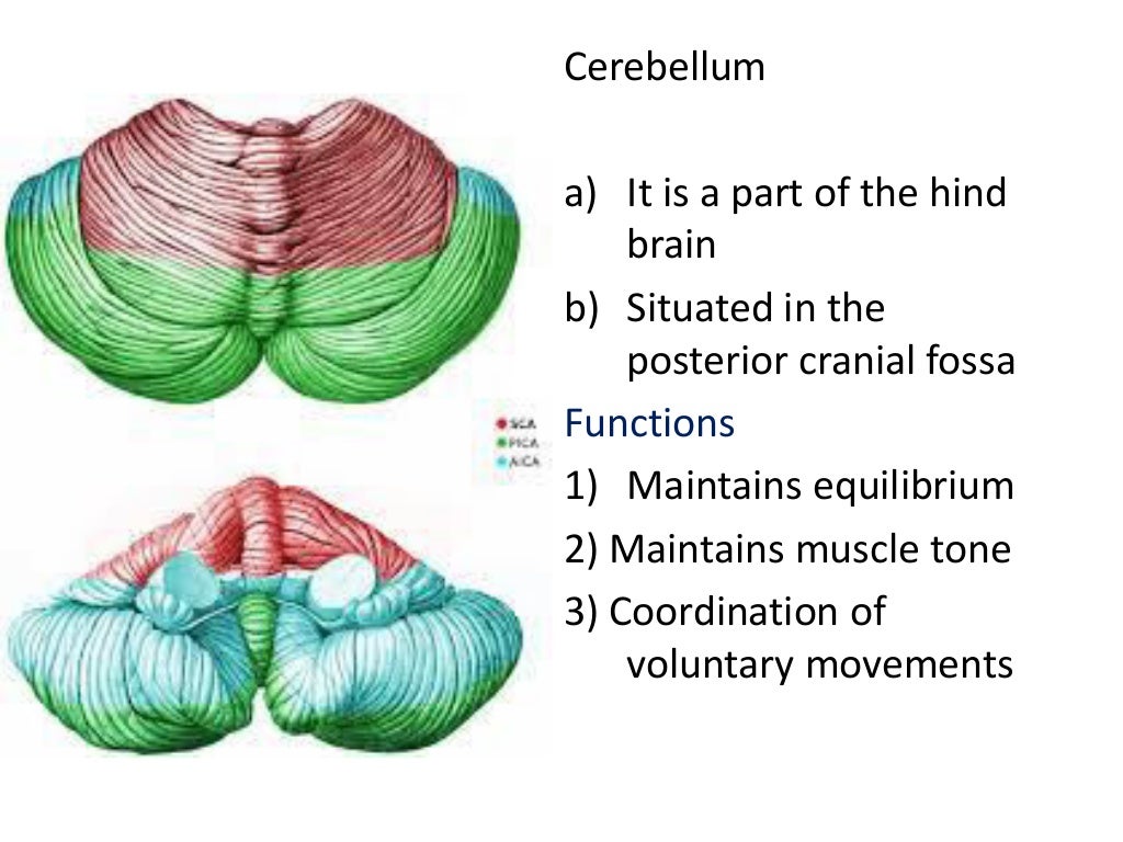 Histology of cerebellum and cerebrum
