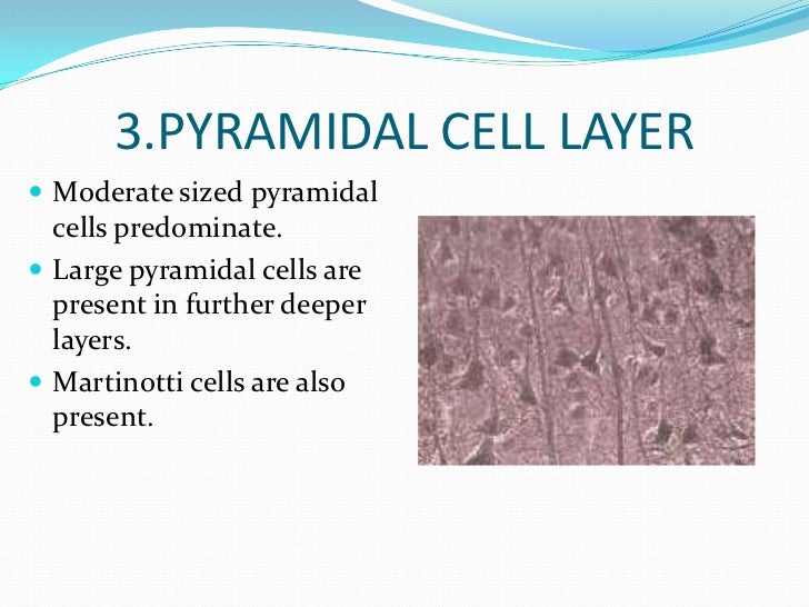 Pyramidal Cells Microscope Pyramidal Neurons Histology The Cerebral Cortex | Morphology Of