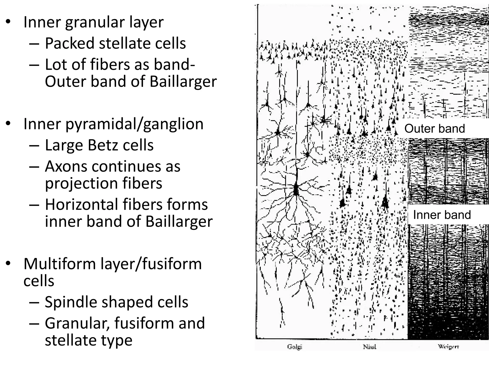Histology of cerebrum and cerebellum | PDF