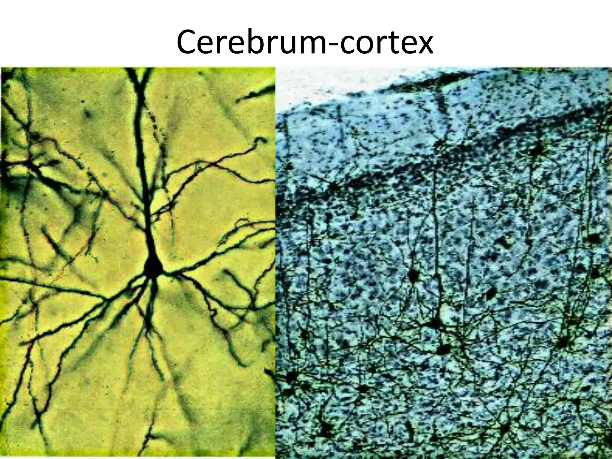 Histology of cerebrum and cerebellum | PDF