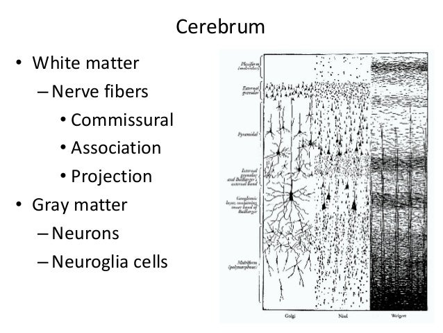Cerebellum Histology Neural Connections Cerebellar Syndromes Ppt Download