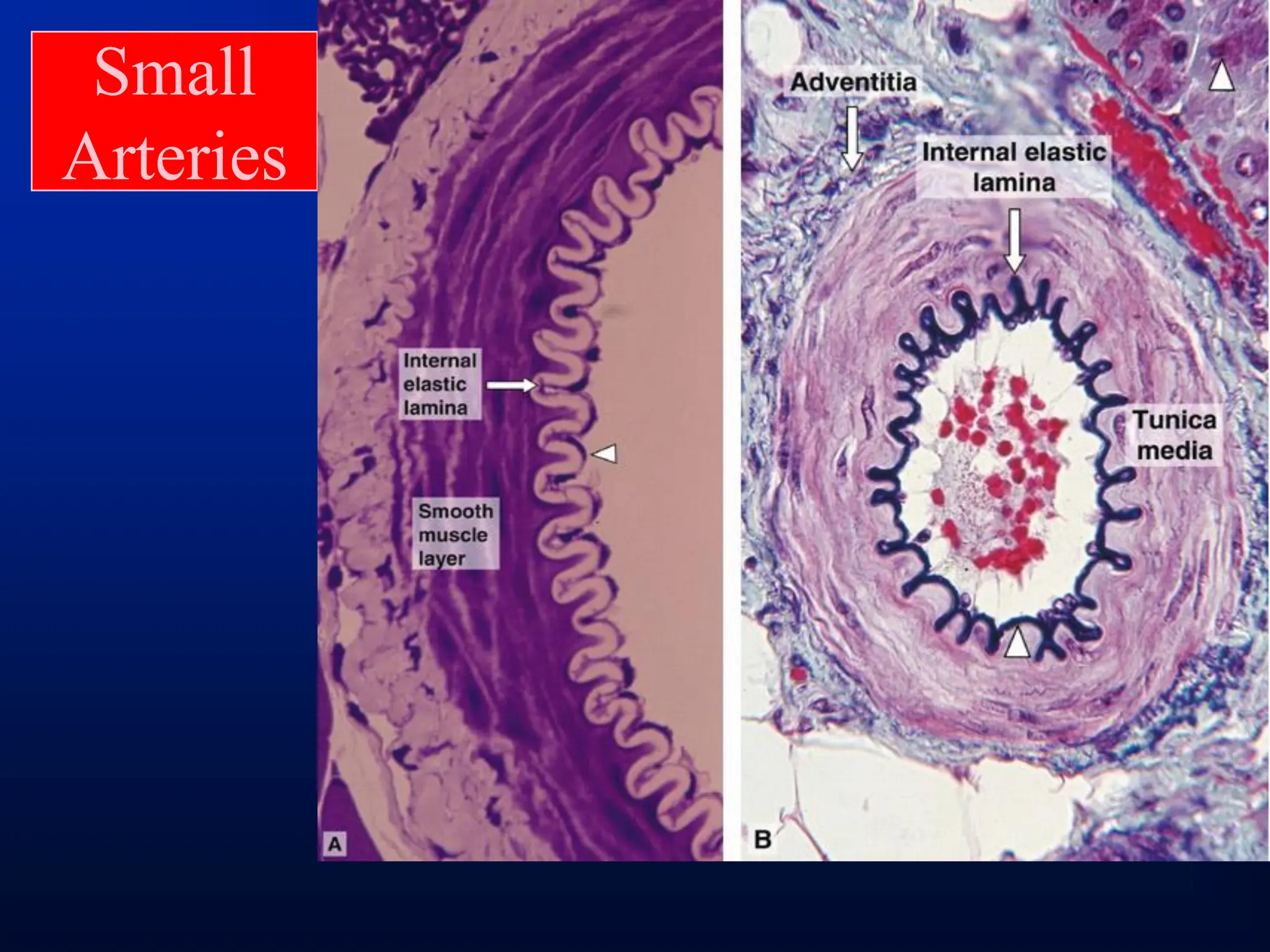 Histology Of Circulatory System pdf Histology Of Circulatory System pdf