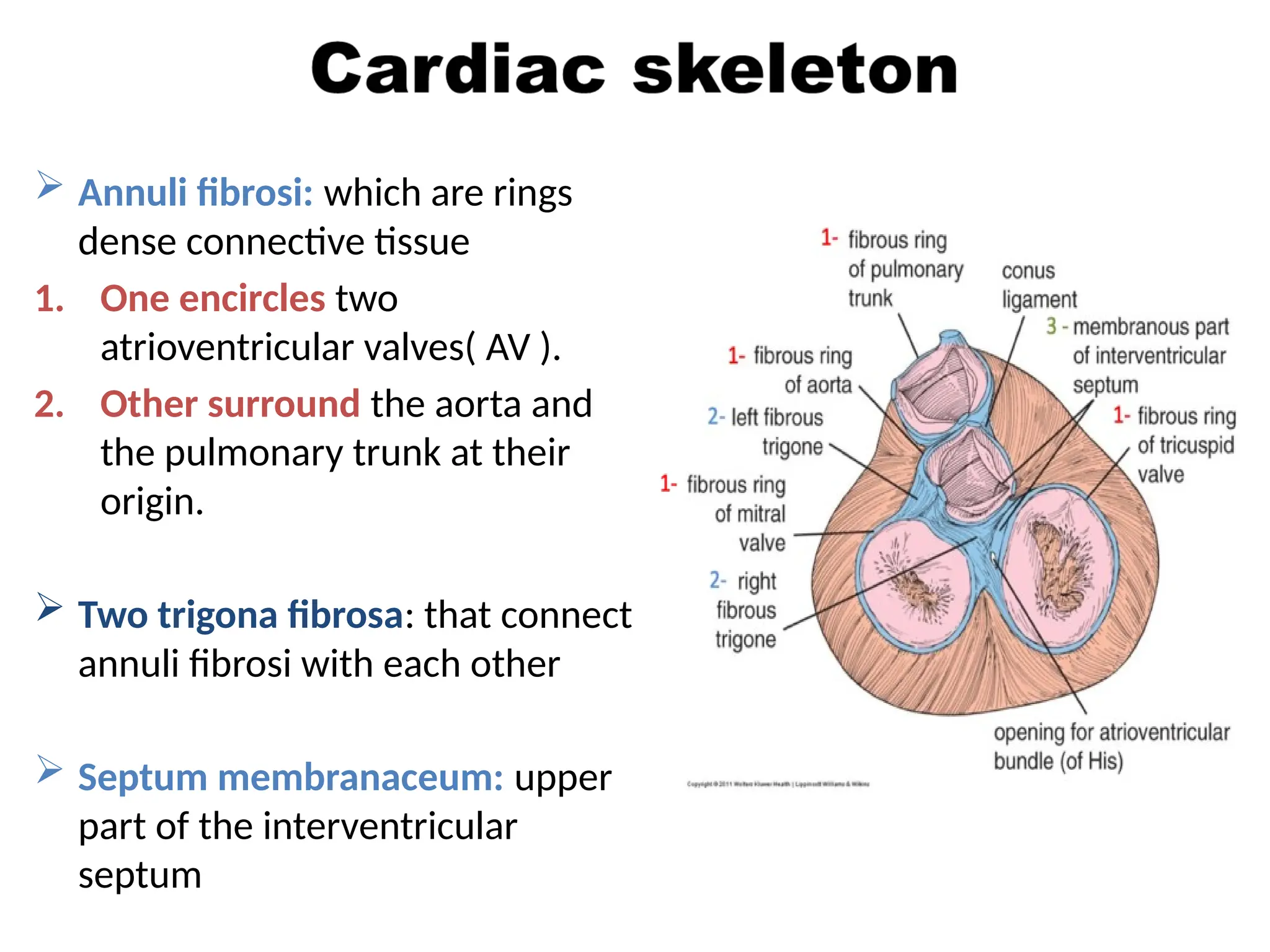 Histology of Circulatory System,arteries veins capillaries small medium ...