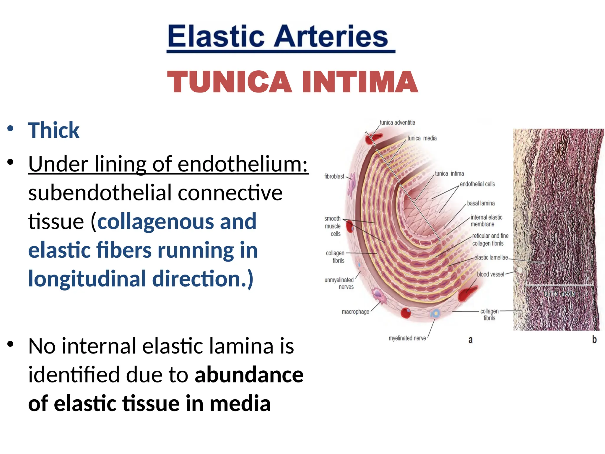 Histology of Circulatory System,arteries veins capillaries small medium ...