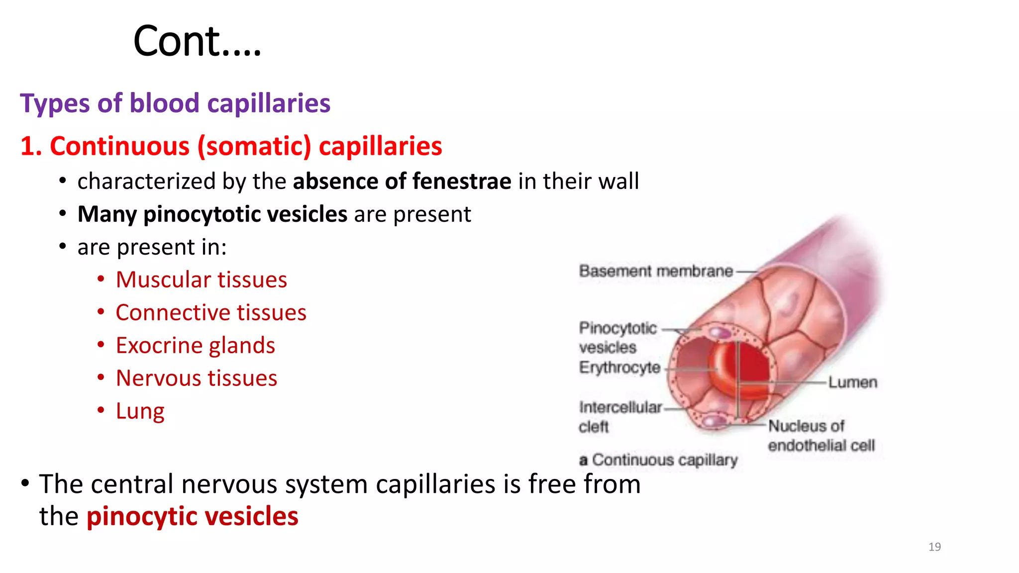 Histology of circulatory system-FB.pdf