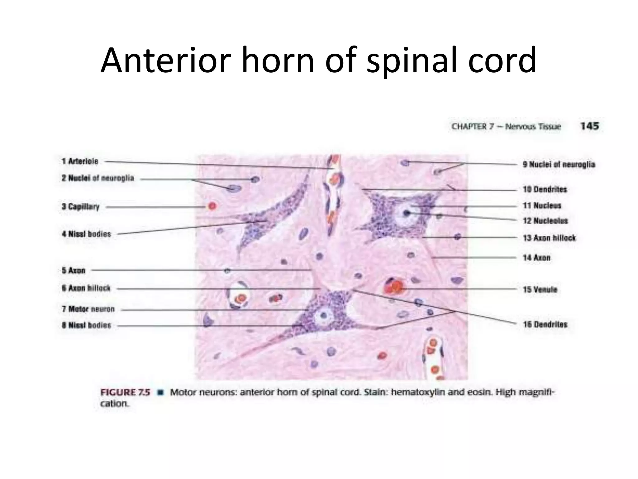 histology-of-cns-dk-2014