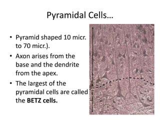 Histology of cns.dk.2014