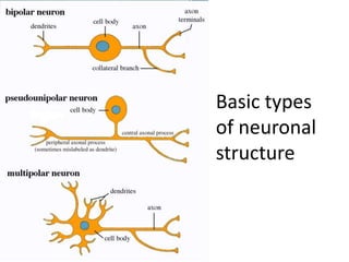 Most Common Neuron Type Histology of cns.dk.2014