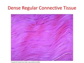 Histology of Connective Tissue.pptx