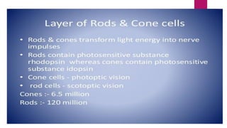 Histology of cornea and retina (1) | PDF