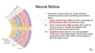 Histology of Cornea & Retina | PDF