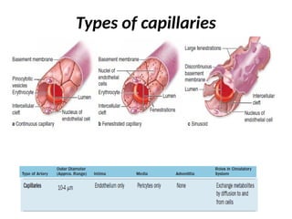 Integrated histology cardiovascular system.pptx