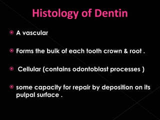 <ul><li>A vascular </li></ul><ul><li>Forms the bulk of each tooth crown & root . </li></ul><ul><li>Cellular (contains odon...