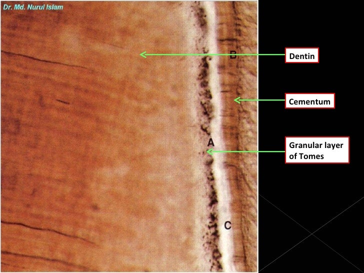 Histology of dentin