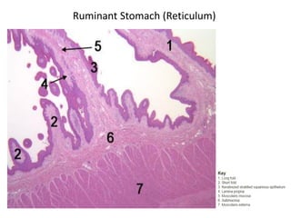 Histology of digestive system 2 | PDF