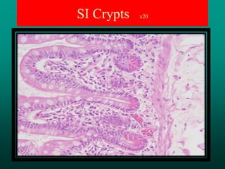 histology of digestive system1.pdf