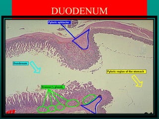 histology of digestive system1.pdf