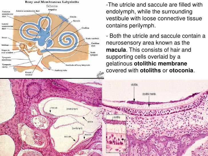 Histology of ear