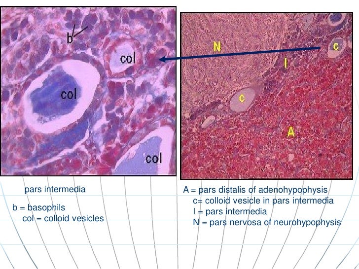 histology of endocrine system epithelial tissue slides