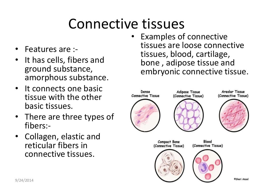 Histology of epithelium and connective tissues