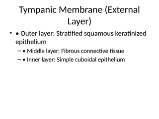 Epitheal Ear Histology_of_External_Ear. Anatomy .pptx