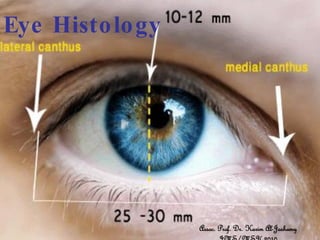 Eye Histo lo gy




                  Assoc. Prof. Dr. Karim Al-Jashamy
 