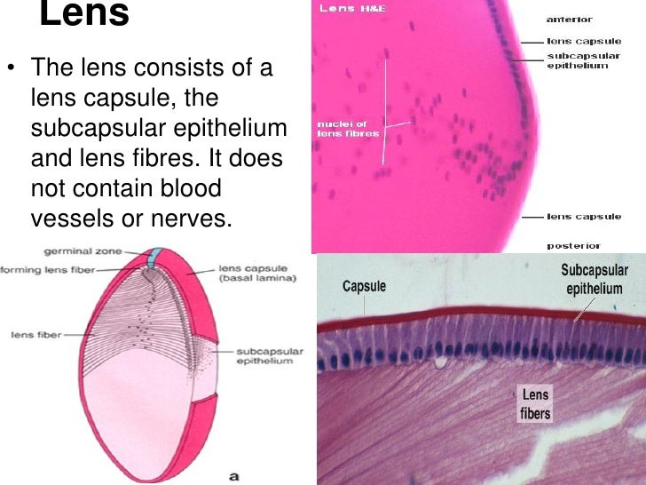 Histology of eye