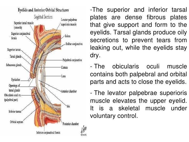 Histology of eye
