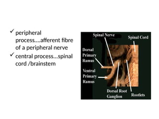 Peripheral Process HISTOLOGY OF sensory and autonomic GANGLIA.pptx