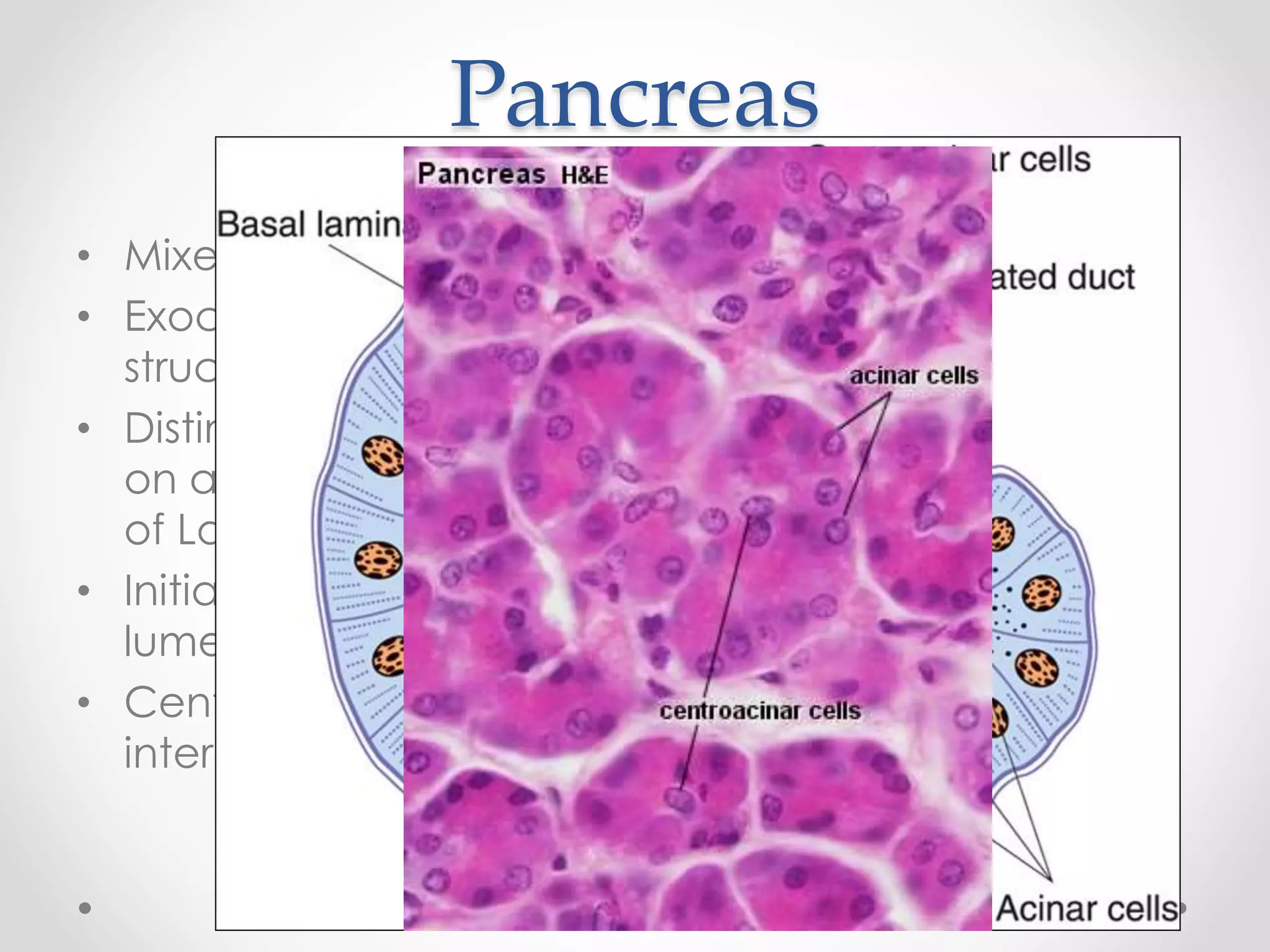 Acinar Definition Histology of gastrointestinal tract | PPTX