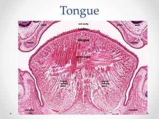 Histology of gastrointestinal tract | PPTX