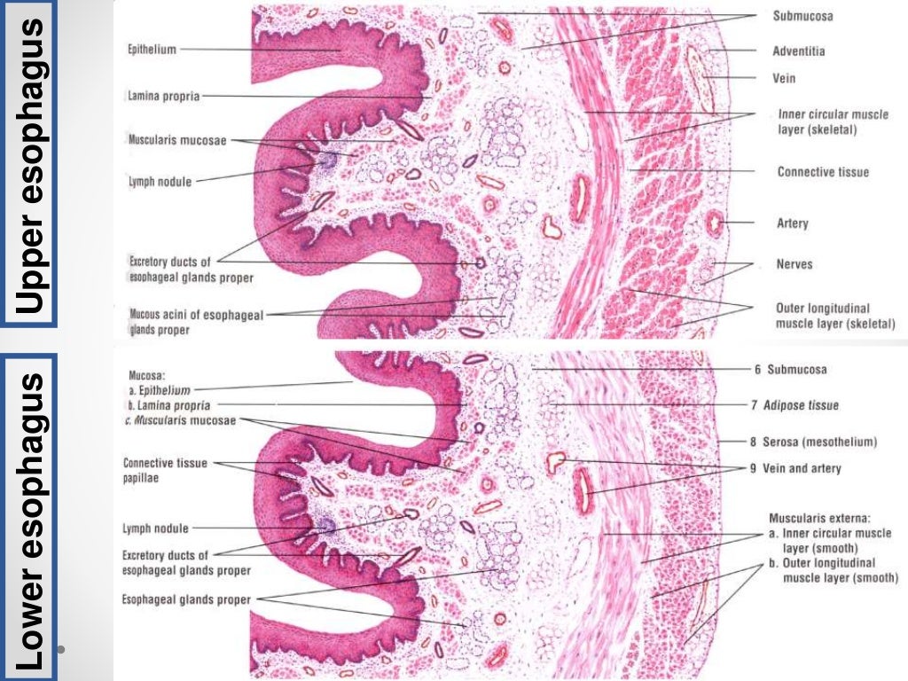 Histology of gastrointestinal tract