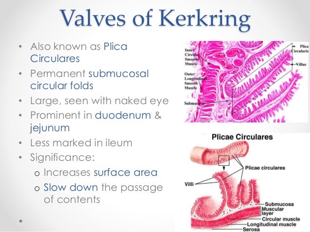 intestine parts small 3 of gastrointestinal tract Histology of intestine parts small 3 of gastrointestinal tract Histology of