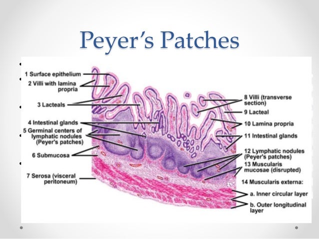 Histology of gastrointestinal tract