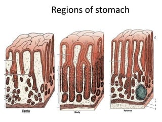 Regions of stomach
 