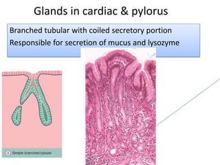 Glands in cardiac & pylorus
Branched tubular with coiled secretory portion
Responsible for secretion of mucus and lysozyme
 