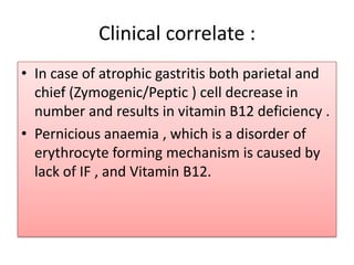 Clinical correlate :
• In case of atrophic gastritis both parietal and
chief (Zymogenic/Peptic ) cell decrease in
number and results in vitamin B12 deficiency .
• Pernicious anaemia , which is a disorder of
erythrocyte forming mechanism is caused by
lack of IF , and Vitamin B12.
 