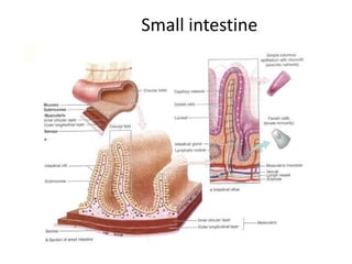 Small intestine
 