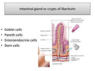 Intestinal gland or crypts of liberkuhn
• Goblet cells
• Paneth cells
• Enteroendocrine cells
• Stem cells
 