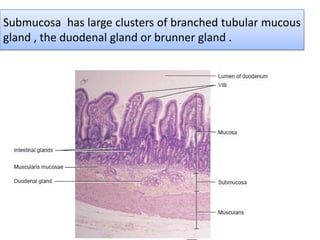 Submucosa has large clusters of branched tubular mucous
gland , the duodenal gland or brunner gland .
 