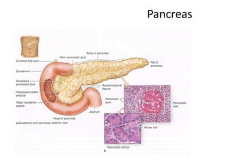 Pancreas
 