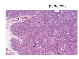 pancreas
 