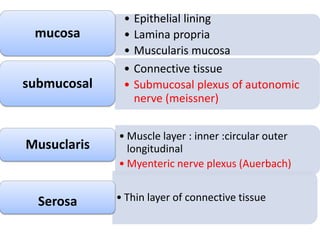 • Muscle layer : inner :circular outer
longitudinal
• Myenteric nerve plexus (Auerbach)
Musuclaris
• Thin layer of connective tissueSerosa
• Epithelial lining
• Lamina propria
• Muscularis mucosa
mucosa
• Connective tissue
• Submucosal plexus of autonomic
nerve (meissner)
submucosal
 