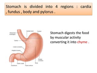 Stomach is divided into 4 regions : cardia
, fundus , body and pylorus .
Stomach digests the food
by muscular activity
converting it into chyme .
 